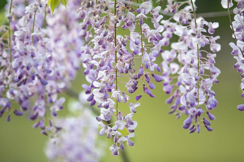 Tiered Hanging Baskets